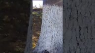Тот момент когда первый раз увидел БЕЛОЧКУ