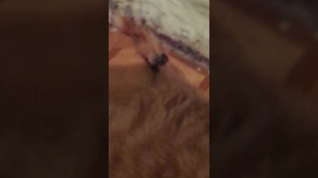 уроды чуть не отрезали коту хвост!!!!!!!!!!!!!