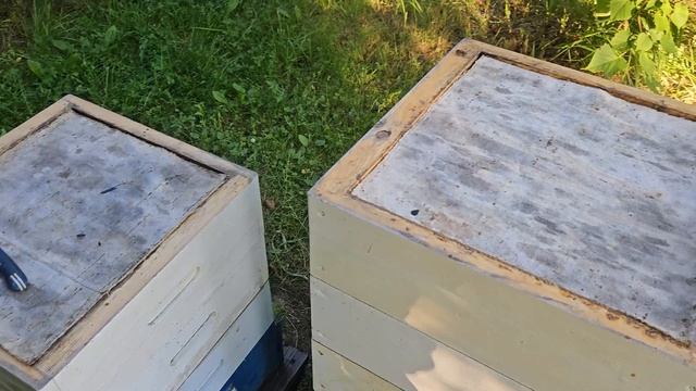Технология работы на пасеке при отсутствии взятка