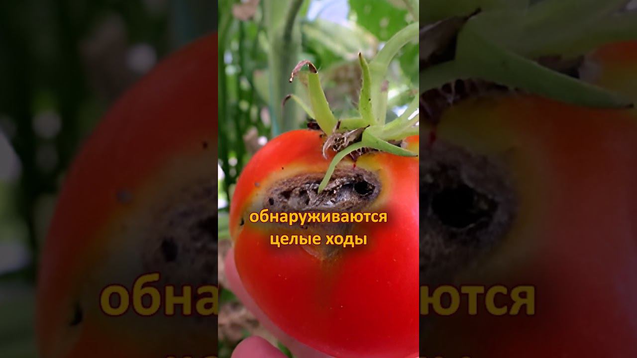 ОПАСНЫЙ ВРЕДИТЕЛЬ томатов! Как бороться с томатной минирующей молью
