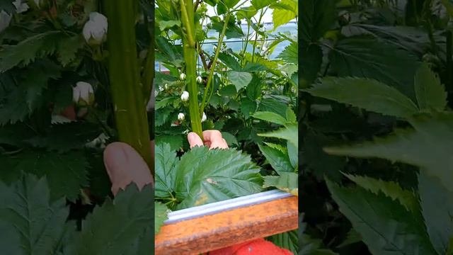 Горизонт-первый год плодоношения.