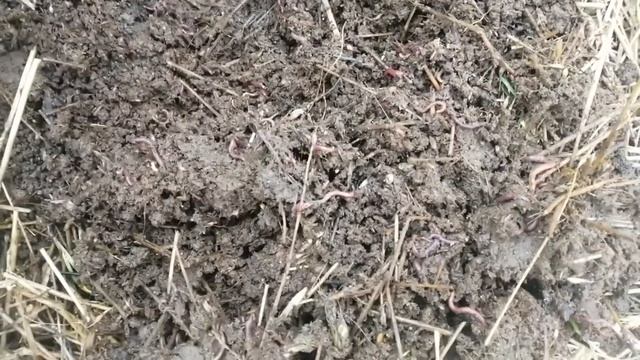 Предостережение. Осторожно червь Старатель.