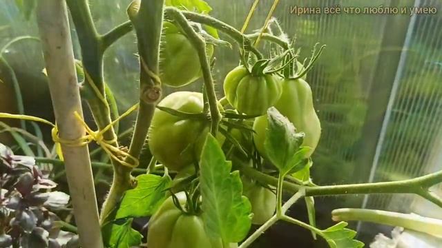 Обзор томатов в теплице 2022. Рекордсмен по созреванию. ??