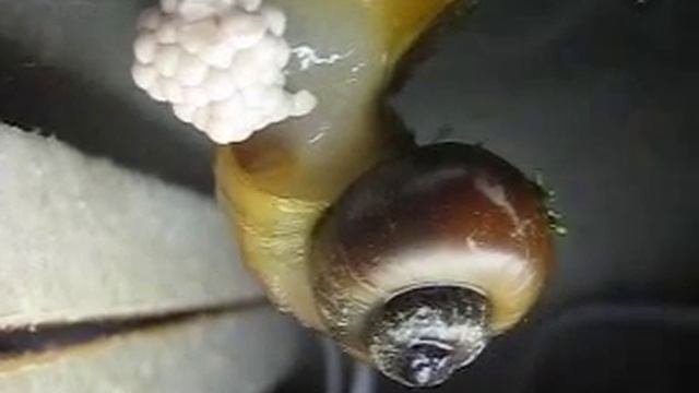 Ампулярия откладывает икру