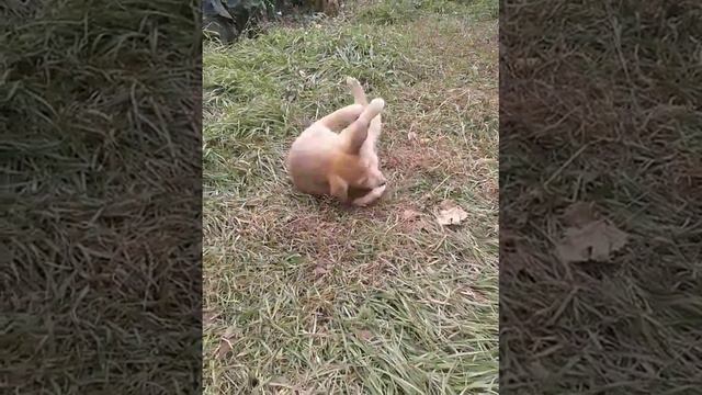Рыжик кусает свой хвост