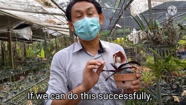 Orchid genus paphiopedilum by Thai people