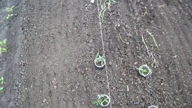 Рассада помидор пробная посадка