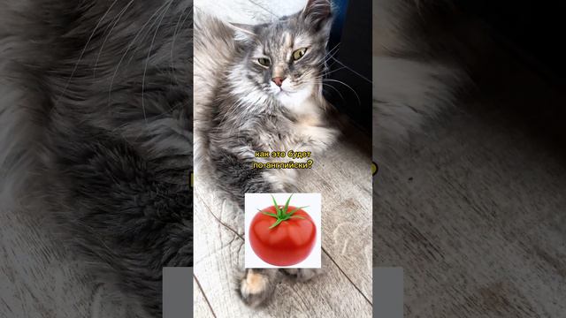 Учим английский язык с умной кошкой Шилой, чтобы идеально говорить на иностранном языке | овощи