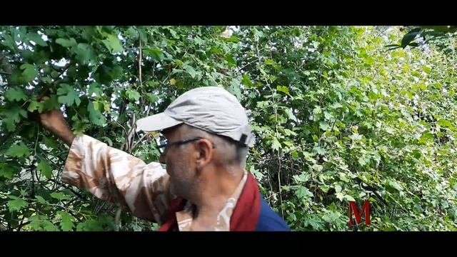 Полное погружение в подмосковный сад выращенный по методу Фукуоки. Часть 1
