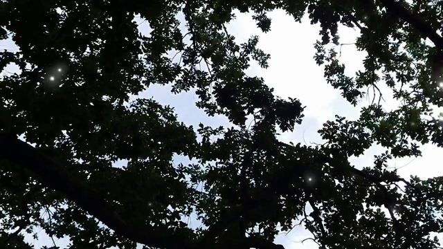 А.С. Пушкин У Лукоморья. Чтец - Ульяна Федоринина