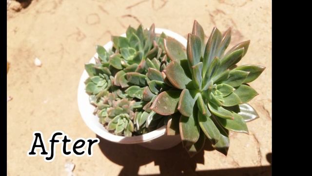 Succulents under the Sun vlog9