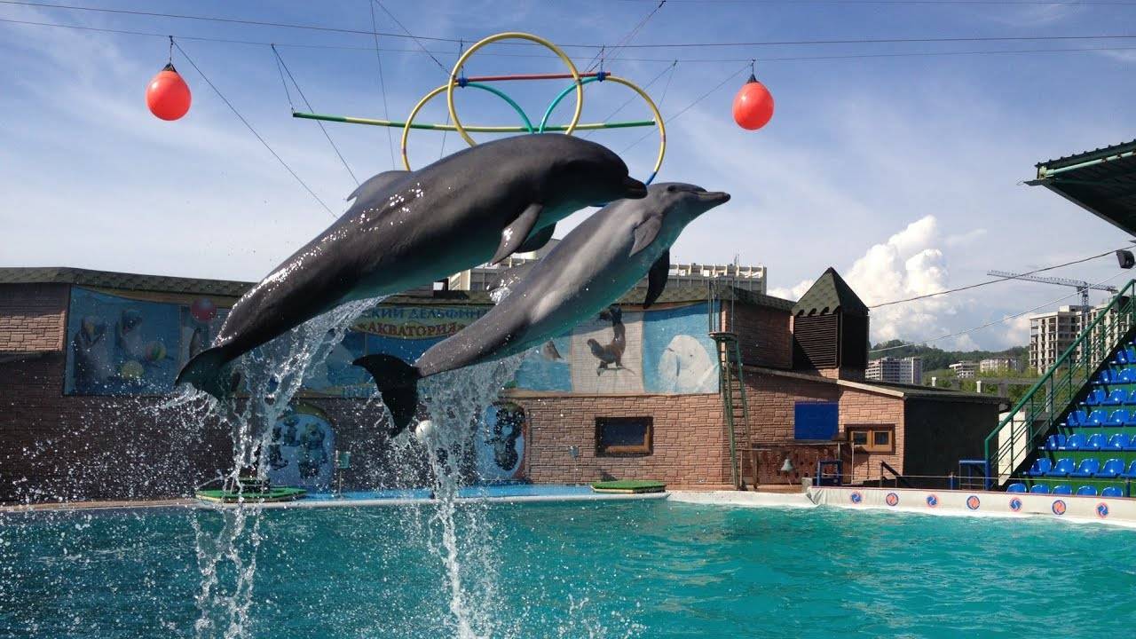 Дельфинотерапия Адлер январь 2024 Adler Dolphinarium January 2024
Дельфинарий Адлер январь 2024