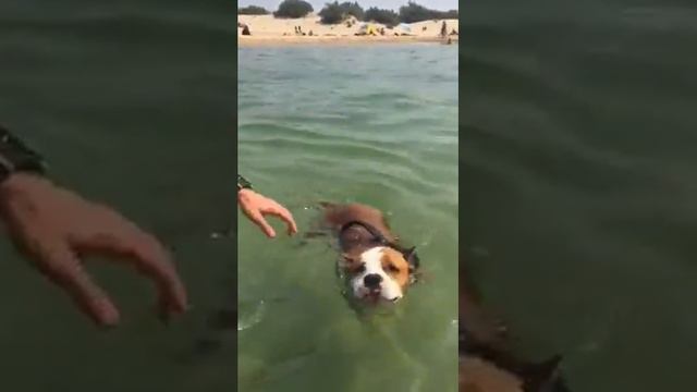 Амстафф, водные процедуры как часть коррекции поведения