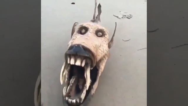РЫБА - ДРАКОН