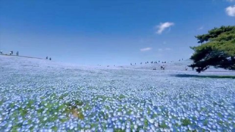 Тысячи цветков немофил зацвели в японском городе Хитати, и сделали поле полностью голубым