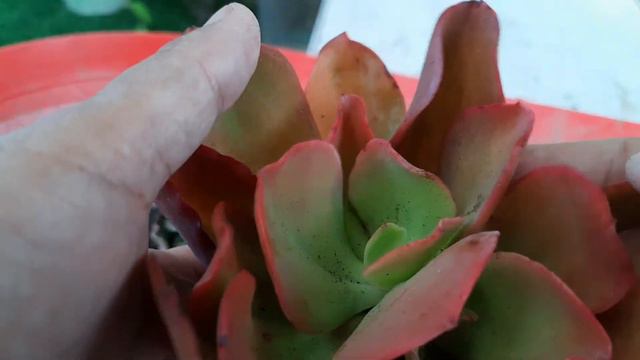 Succulent Unboxing #Succulent #unboxing #succulents #succulentlove