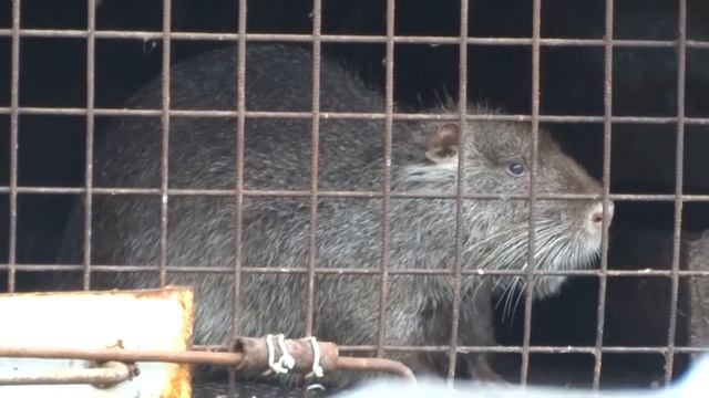 Нутрия крыса в клетке