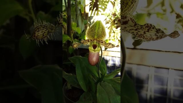 paphiopedillum glaucophyllum