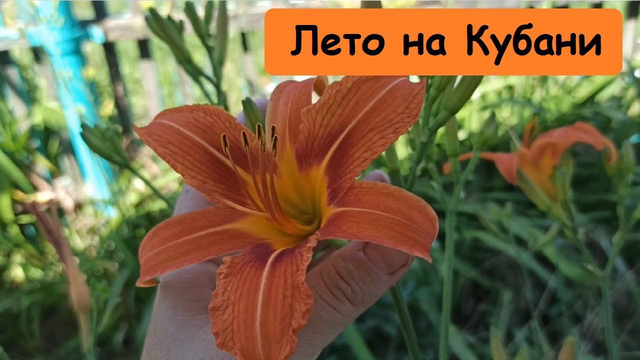 Ездим на море, но и дела не забываем // Нюркина жизнь