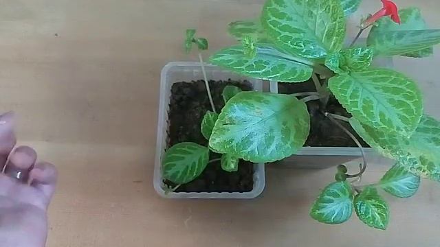 FLAME VIOLET PLANT,GROW,CARE,HOW IN HINDI...