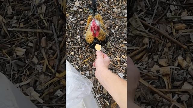 петух попрошайка