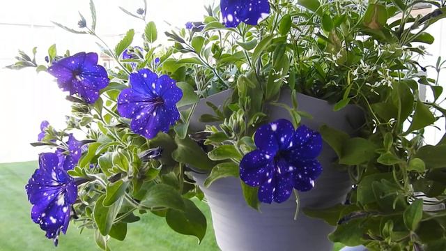 #Petunia night sky hanging basket at the front porch #Beaumont #Alberta #Canada