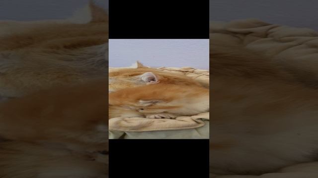 Зайка