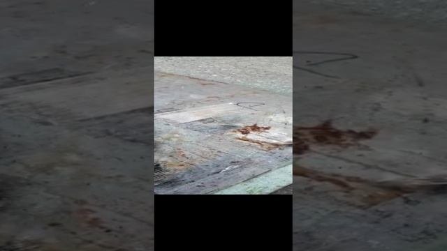 VID-20220819-WA0008.mp4