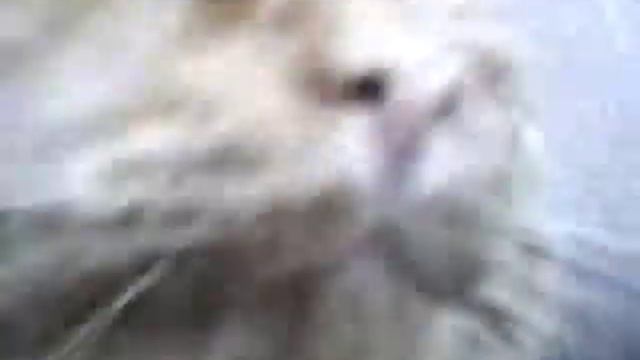 День и ночь с Симбой