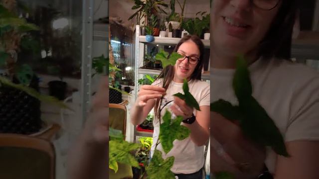 Cutting, syngonium mojito