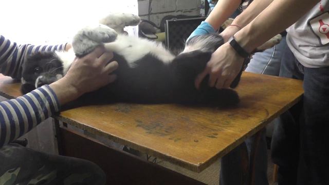 Шилеле Хлоя, 50 дней, клеймение