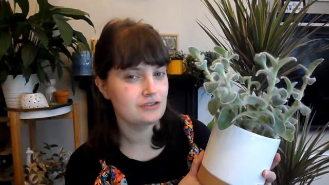 HOUSEPLANT HAUL 🌵 UK October 2020 | Plant Swap, Morrisons, Lidl (anthurium Clarinervium)