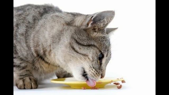 сухие корма для кошек отзывы