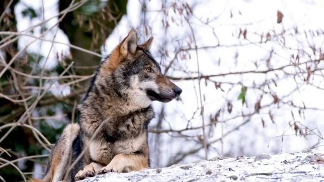 Дикие охотники .Удивительный мир животных