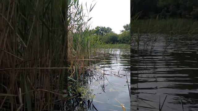 Эх хвост чешуя, не поймал я не чего..