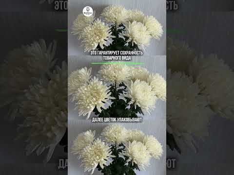 Как упаковывают хризантему #хризантема #цветы #цветочныйбизнес