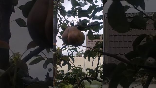 Груши.