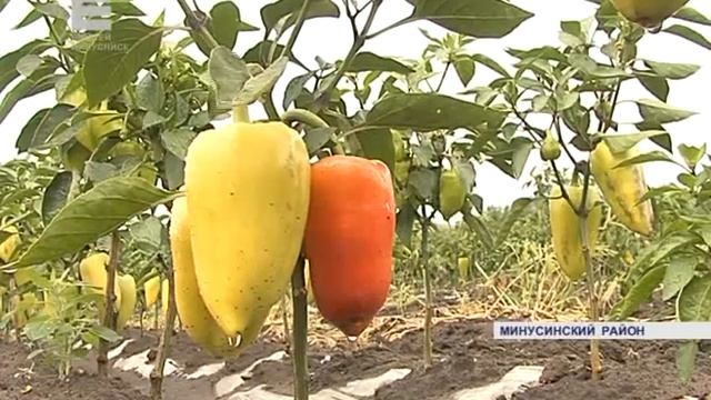 Необычный арбуз (Енисей Минусинск)
