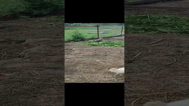 Утки 🦆 куры 🐔 и скошенная трава