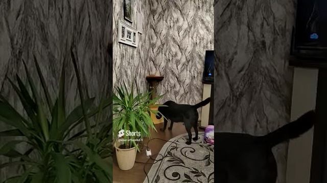 Лабрадор Акира и кот Масиус.  Меня здесь нет)))