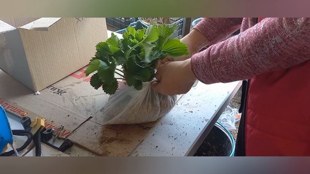 Рассада разлетается, как горячие пирожки