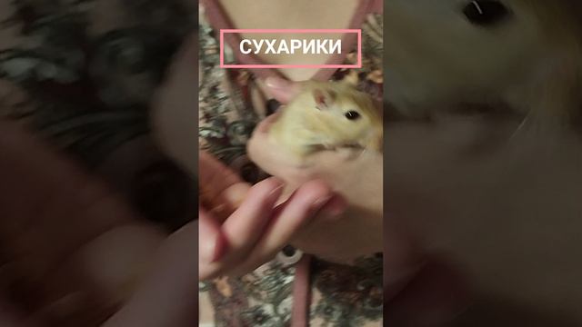 Сухарики