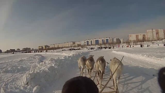 Катание на оленях г. Новый Уренгой