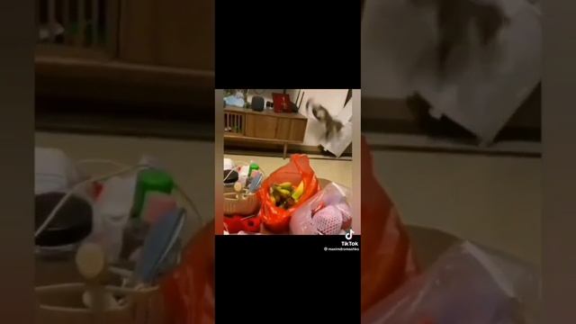 БУДЕТ СУП С КОТОМ ...