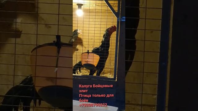 ЭЛИТНАЯ ПТИЦА КАЛУГИ БОЙЦОВЫЕ 40 | ТОЛЬКО ДЛЯ БОЁВ