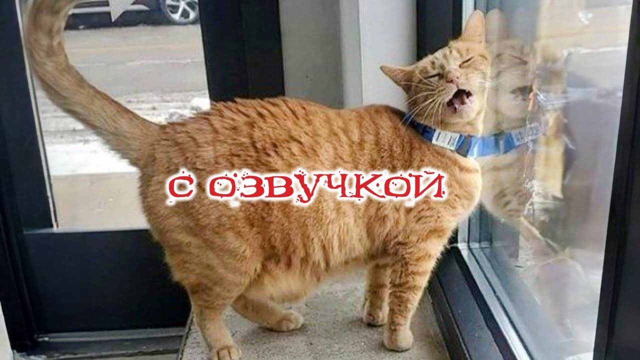 Приколы с котами! Смешные коты! С ОЗВУЧКОЙ! СМЕШНЫЕ ЖИВОТНЫЕ 2024! Тест на психику!