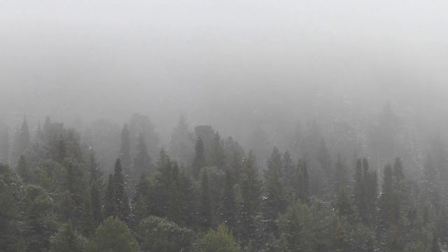 Осенний туман 2017