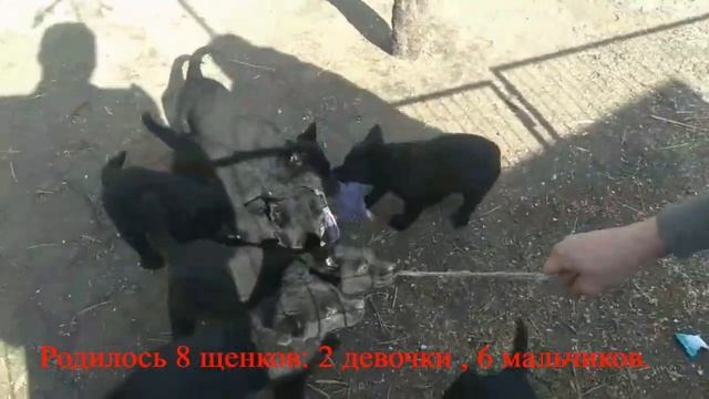 Питомник рабочих линий немецкой овчарки  «Schwarzer Fluss» . Возраст щенков 48 дней.