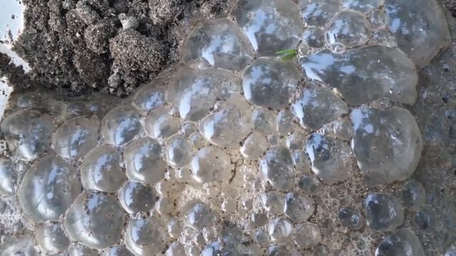 ГОРТЕНЗИЯ В АВГУСТЕ. УХОД ДЛЯ ПЫШНОГО ЦВЕТЕНИЯ