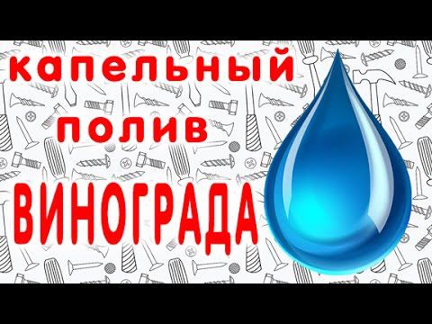 Капельный полив винограда с применением кеги 30 литров. своими руками.